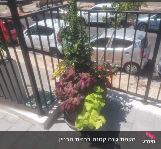 עציץ עם צמחים צבעוניים על מרפסת